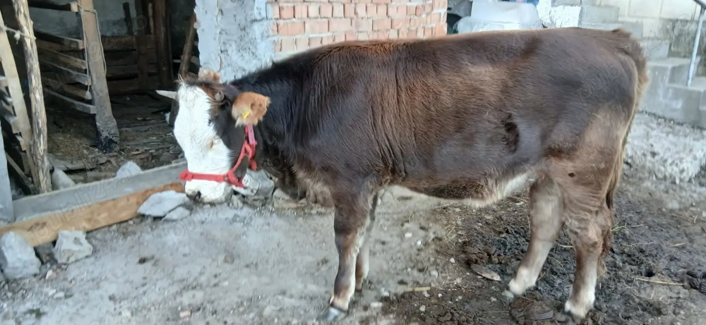 Vand juninca, 11 luni