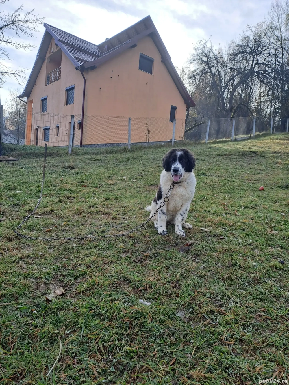 femela ciobanesc de bucovina