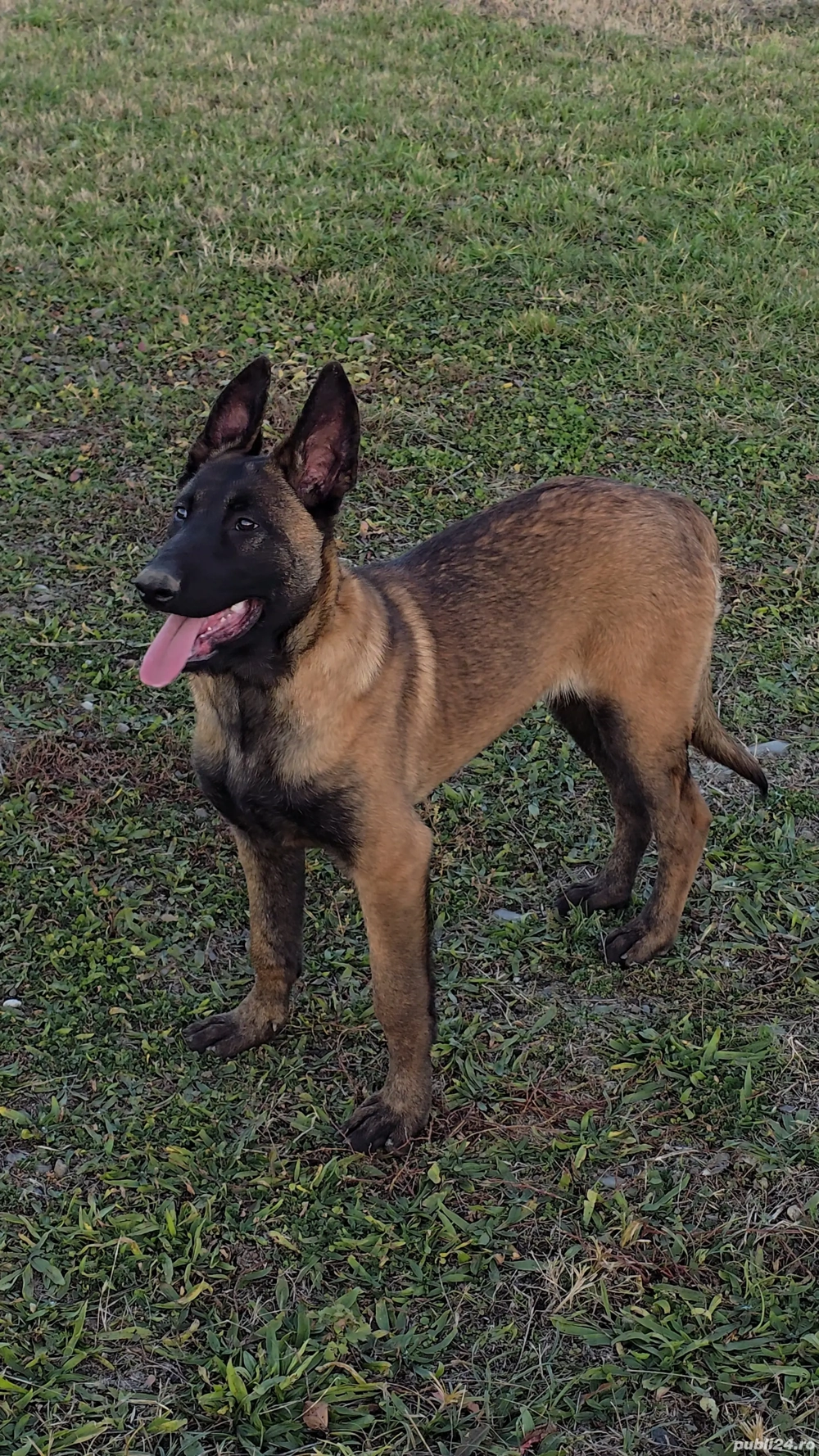 Belgian malinois femele