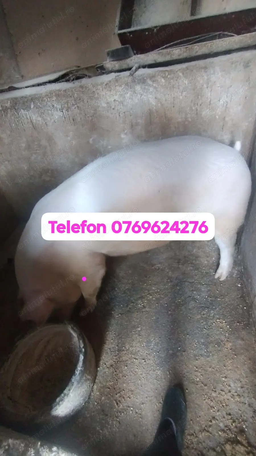 Vând porc de carne mascul 