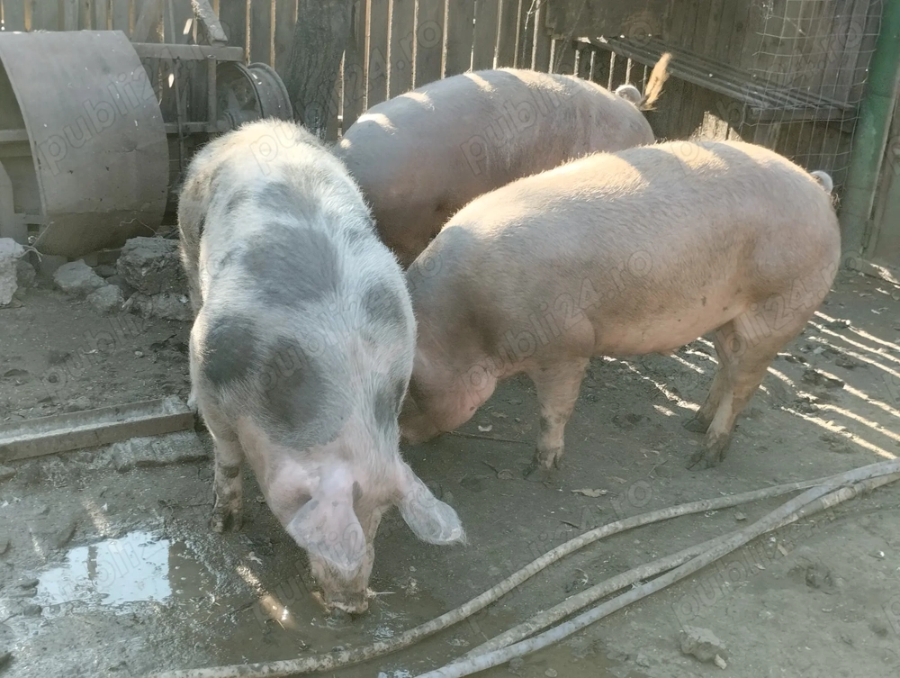 Porci de vânzare 