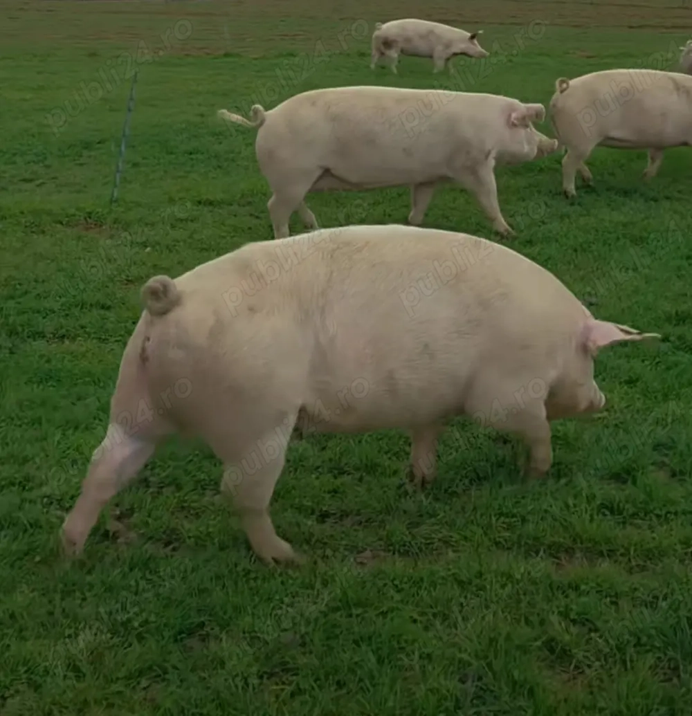 Vand porc gras crescut liber pe pășune 80 - 200 kg