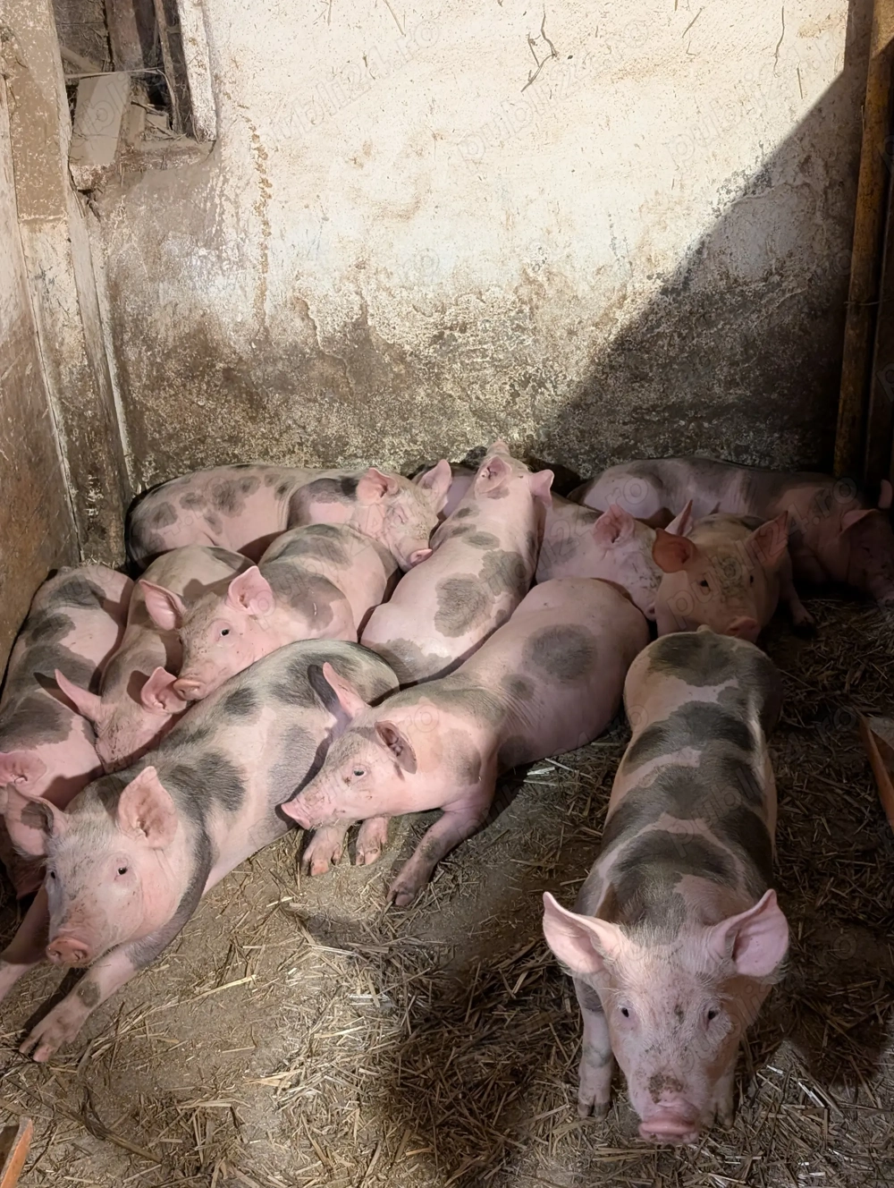 Purcei Pietrain de 9 săptămâni 