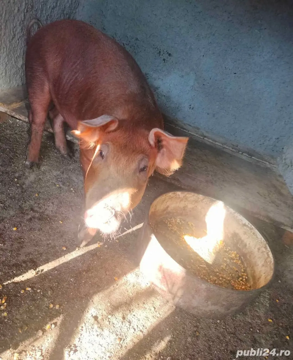Porci Duroc 