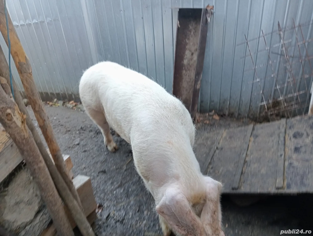 Ieftin porc landreas 