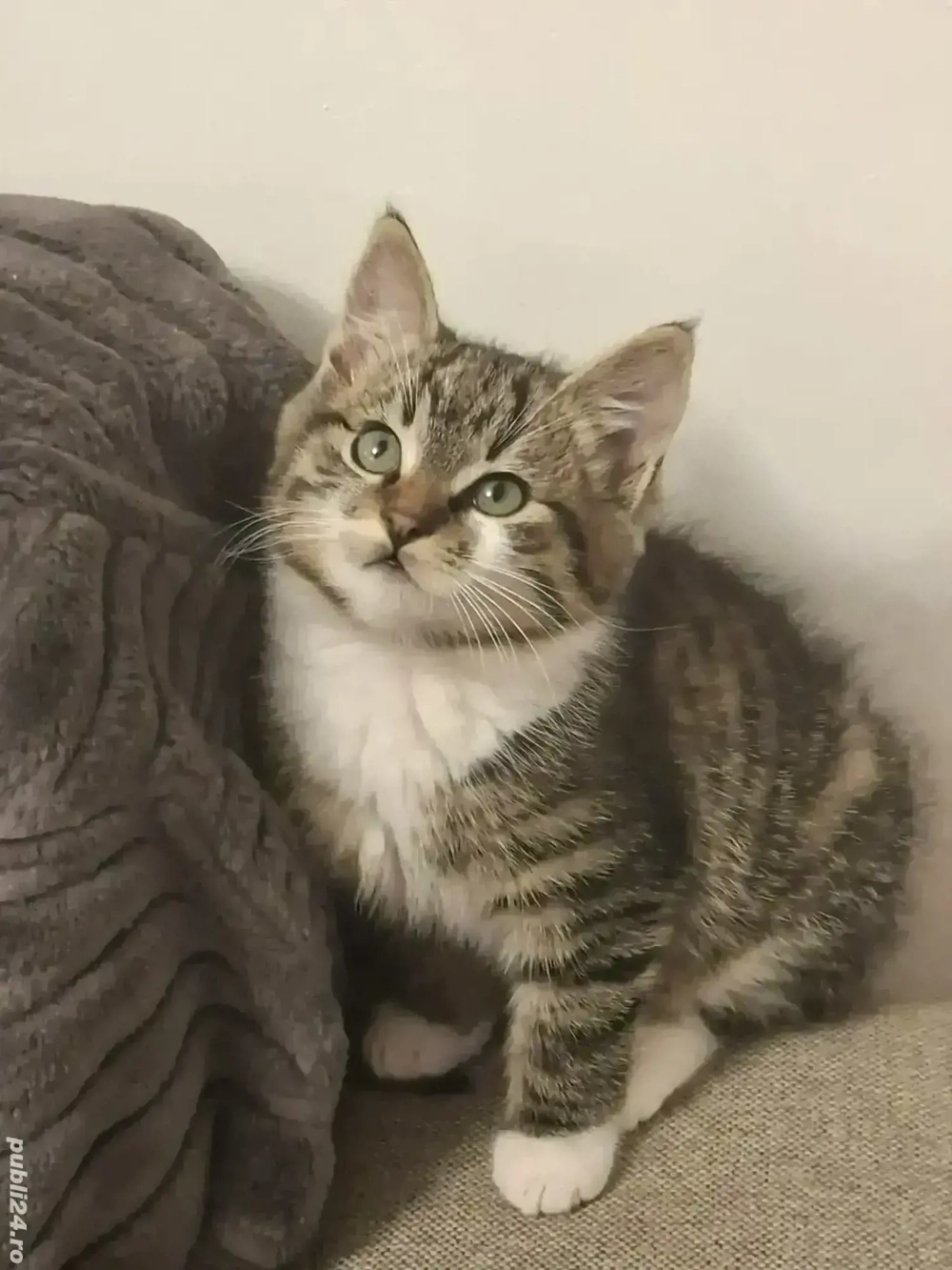 British sothair Brown 