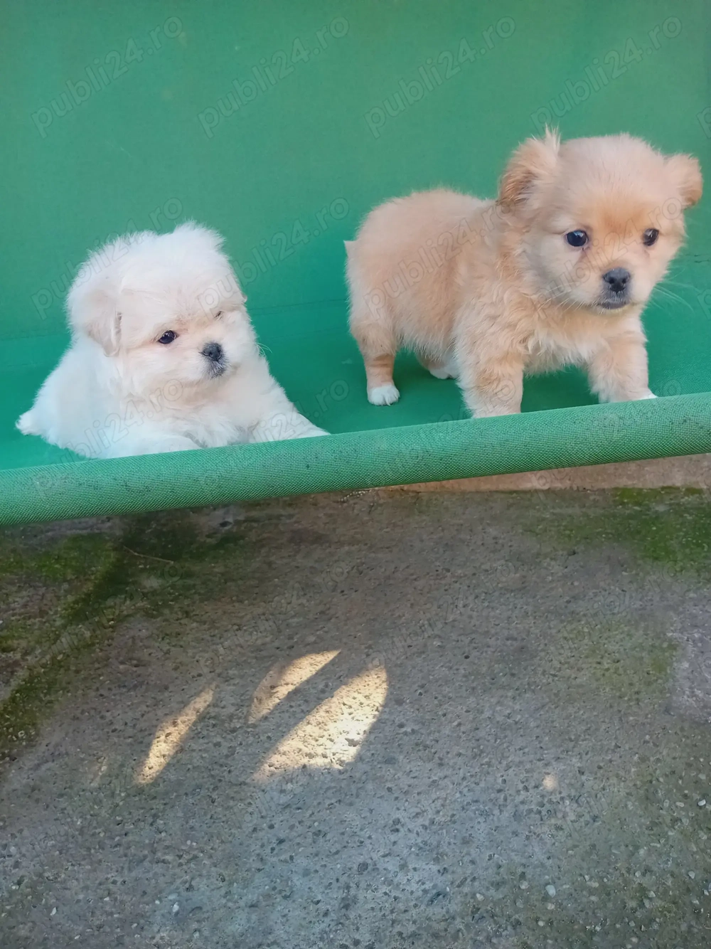 Vand căței bishoni Vand căței bishoni