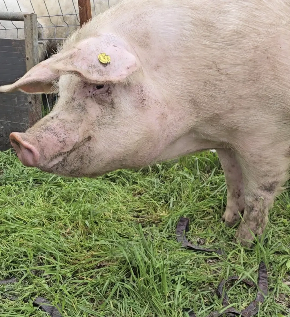 Scroafe F1 Landrace   Marele Alb   reproducţie premium,  150-160 kg