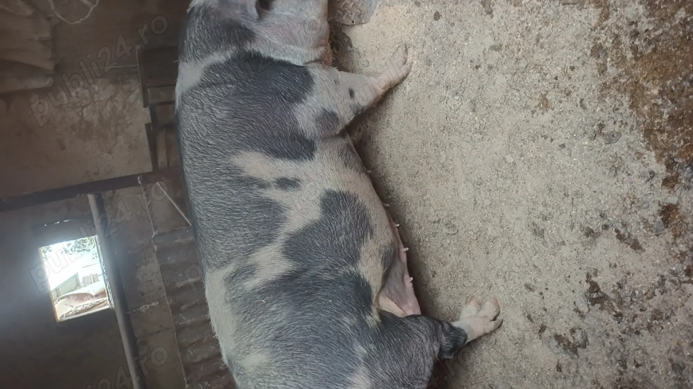 Scroafă mare pentru sacrificat