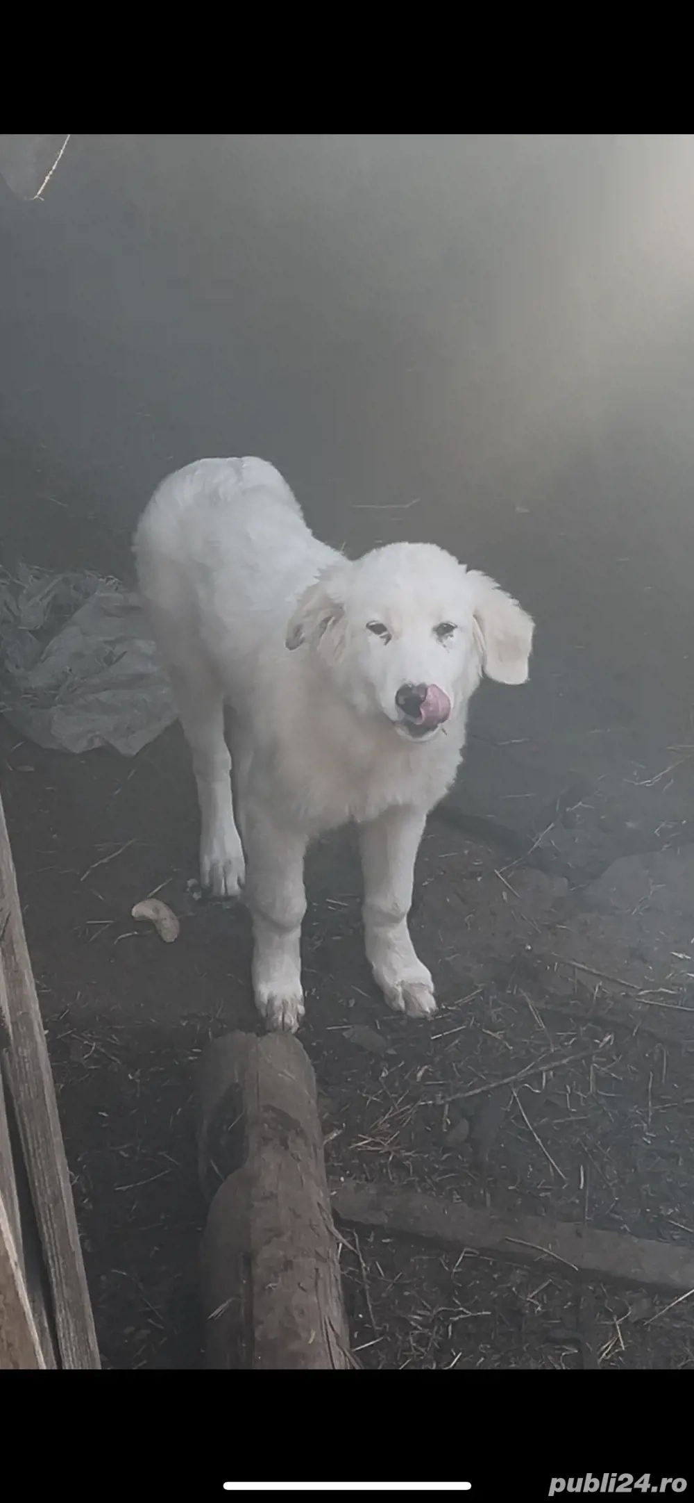 femela balan buna pentru paza oilor caprelor si vacilor 