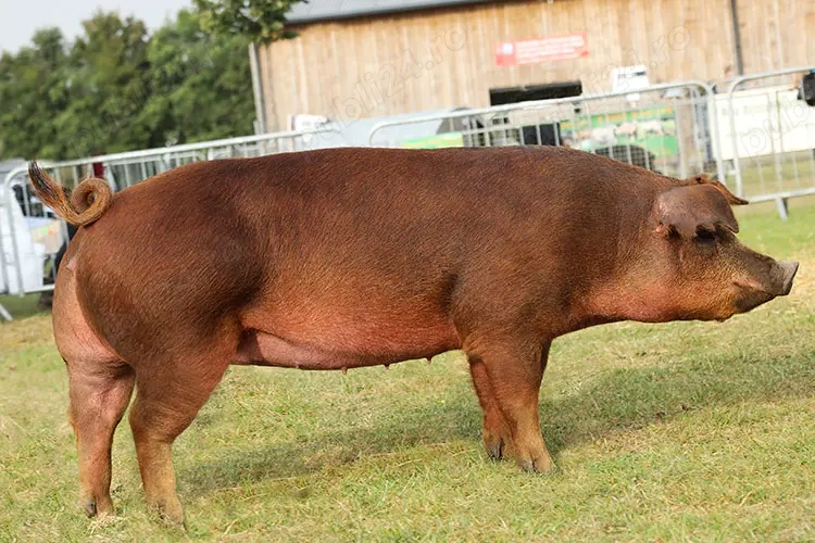 Porci Duroc - 18 lei kg
