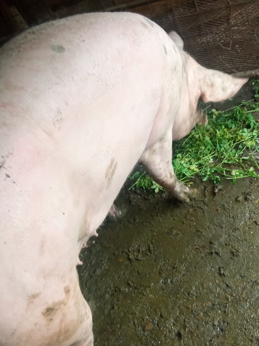 Porci pentru tăiat marele alb și petrean 120 kg