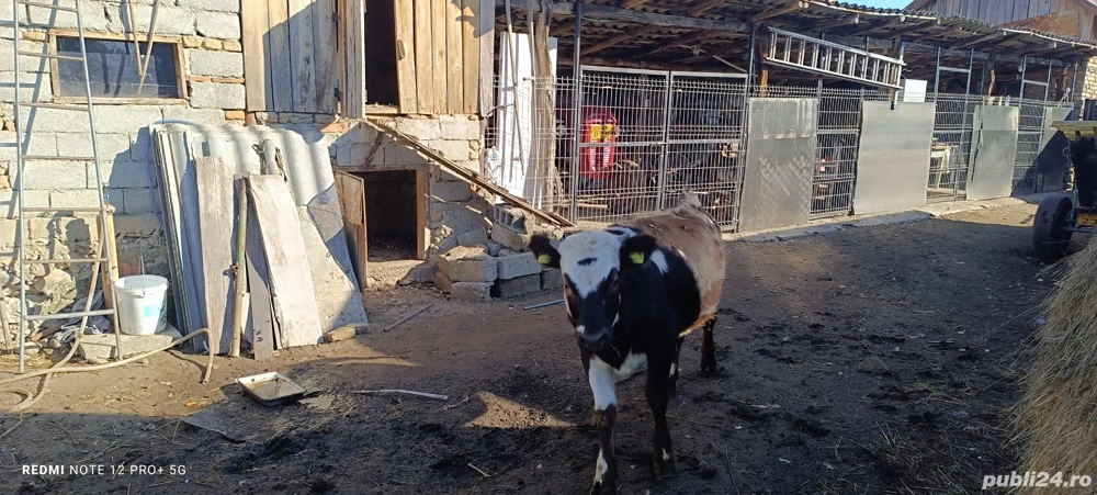 Vitea Baltata romaneasca