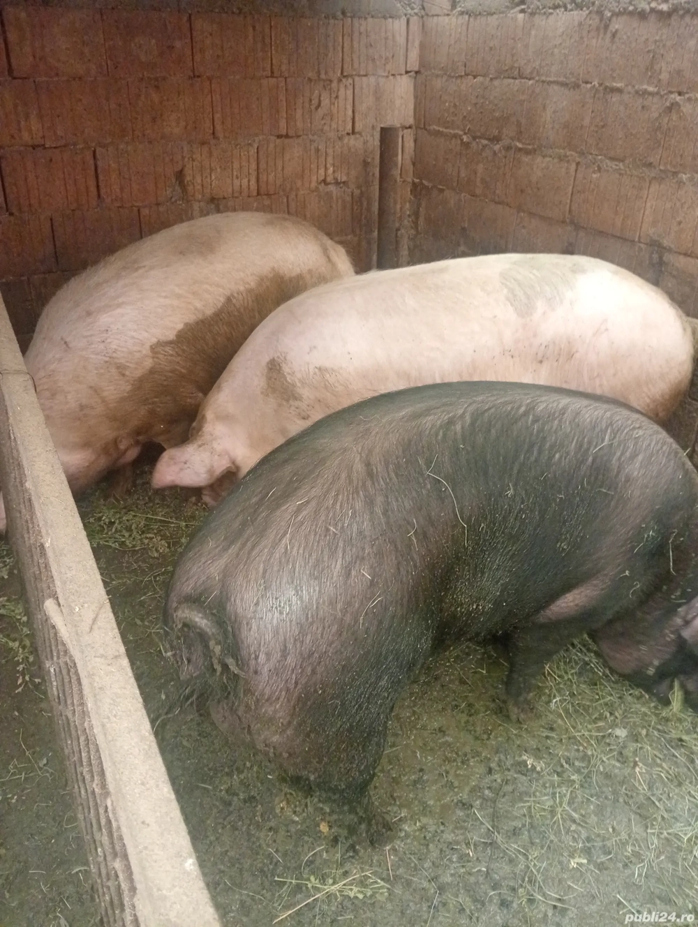 Porci de vânzare pentru Crăciun 