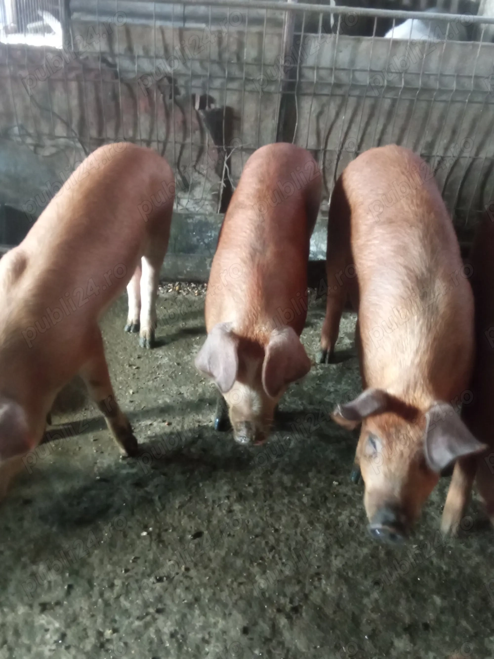 Porci duroc 800 lei