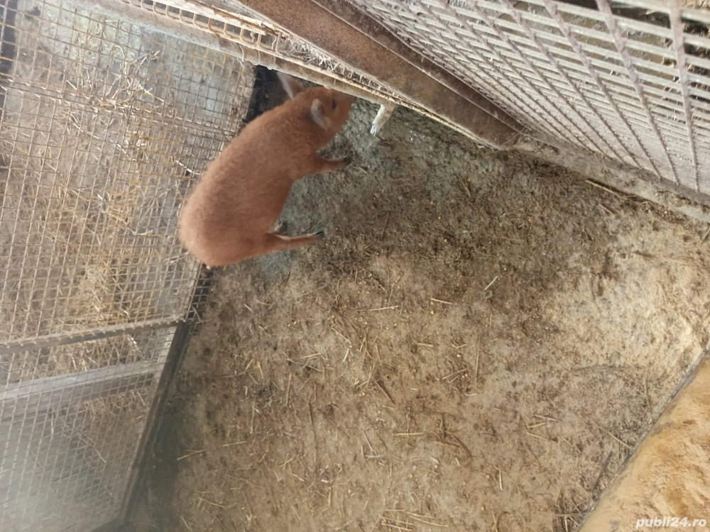 vand purcica mangalița 