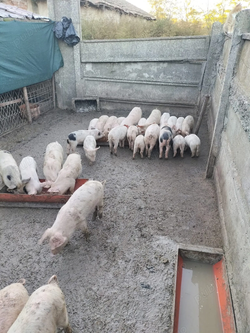 Purcei de vânzare (castrați și vaccinați)