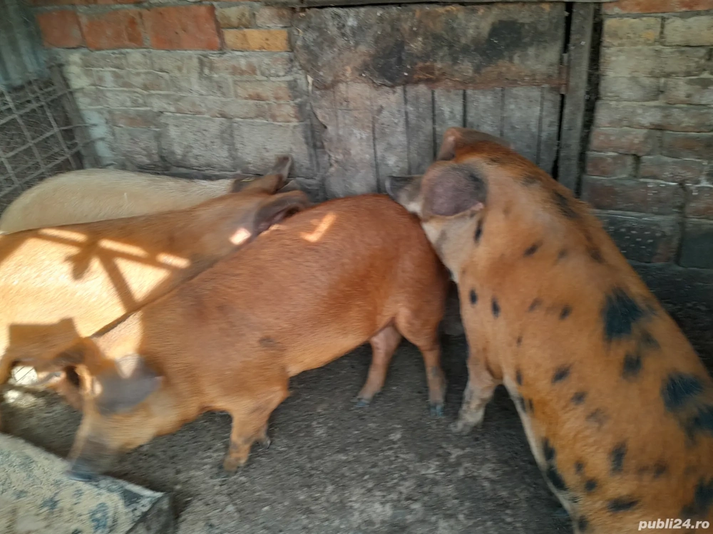 Vand porci - 110-120 kg, romanesti, hraniti cu floarea soarelui si porumb