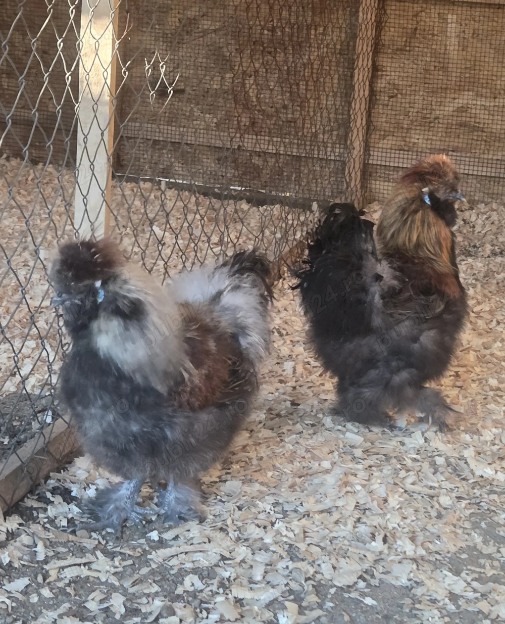 Cocosi matase japoneza 