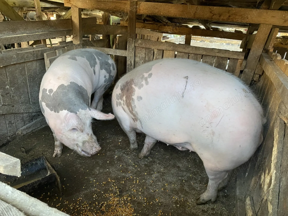 Vând 2 porci din 3 la alegere 