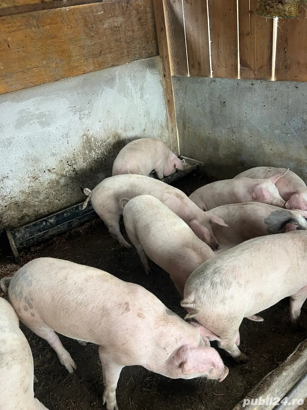 vand soldani 55 80 kg