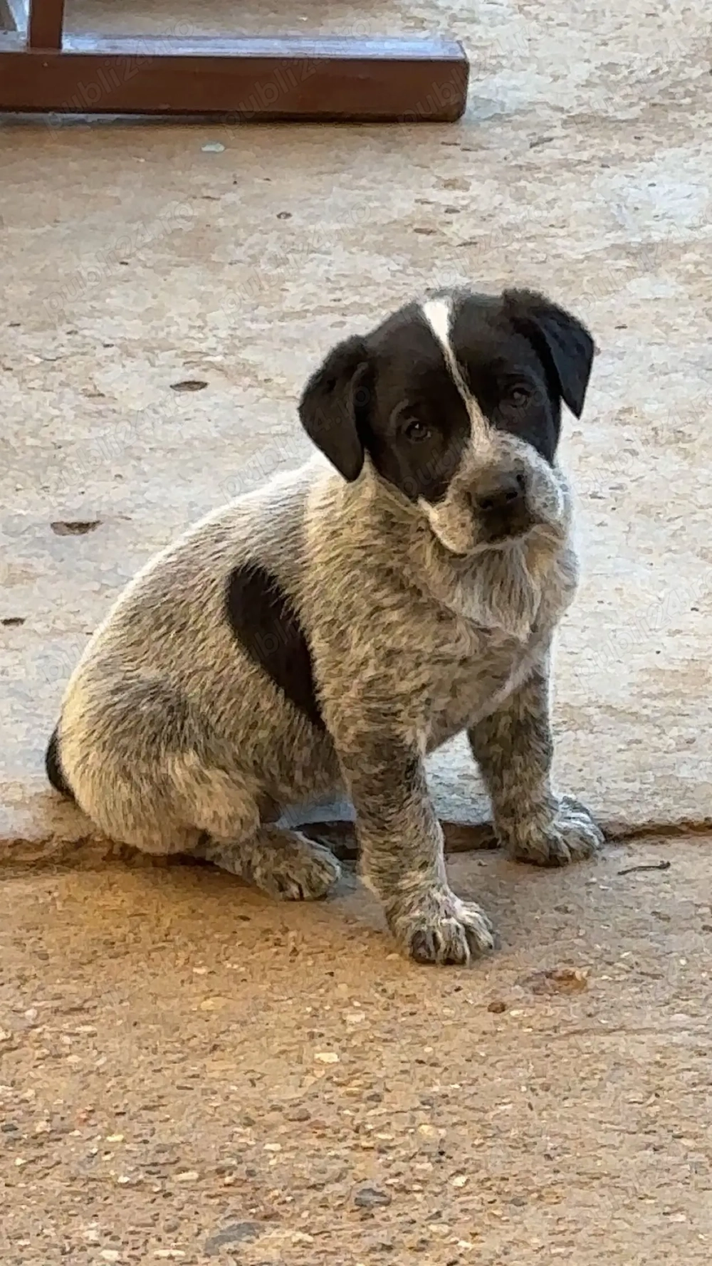 Brac german pt adopție (fetiță)