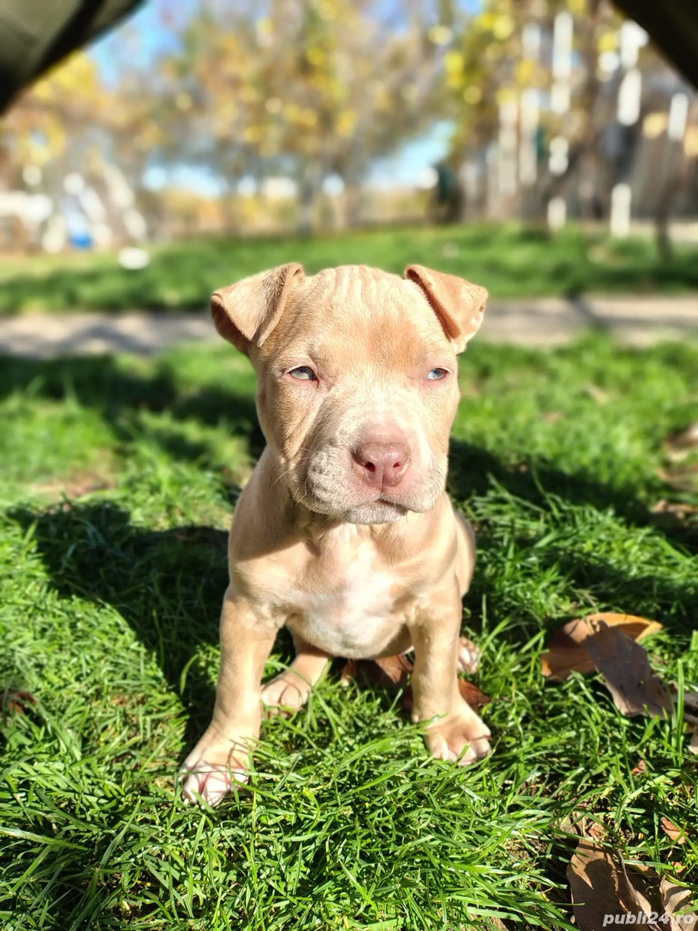 Stăpâni responsabili ! American Bully Standard.