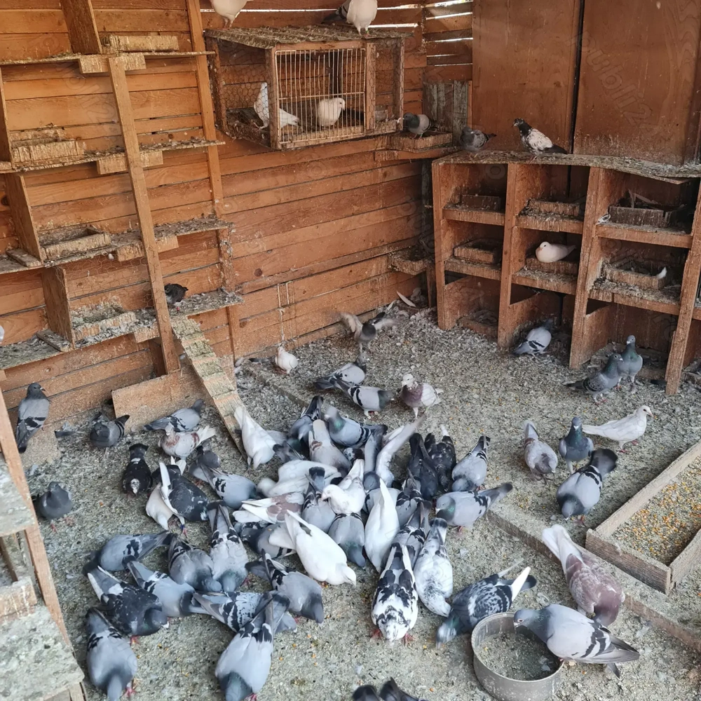 Vand  porumbei voiajori si curcanasi