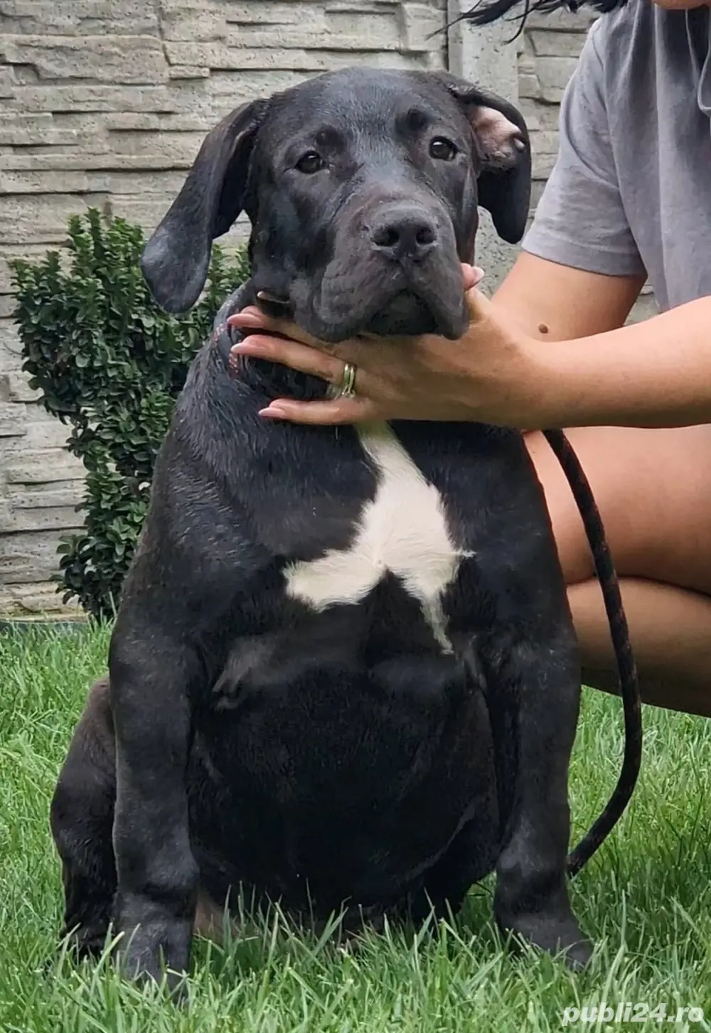American Bully XXL - Linie de top - ABKC