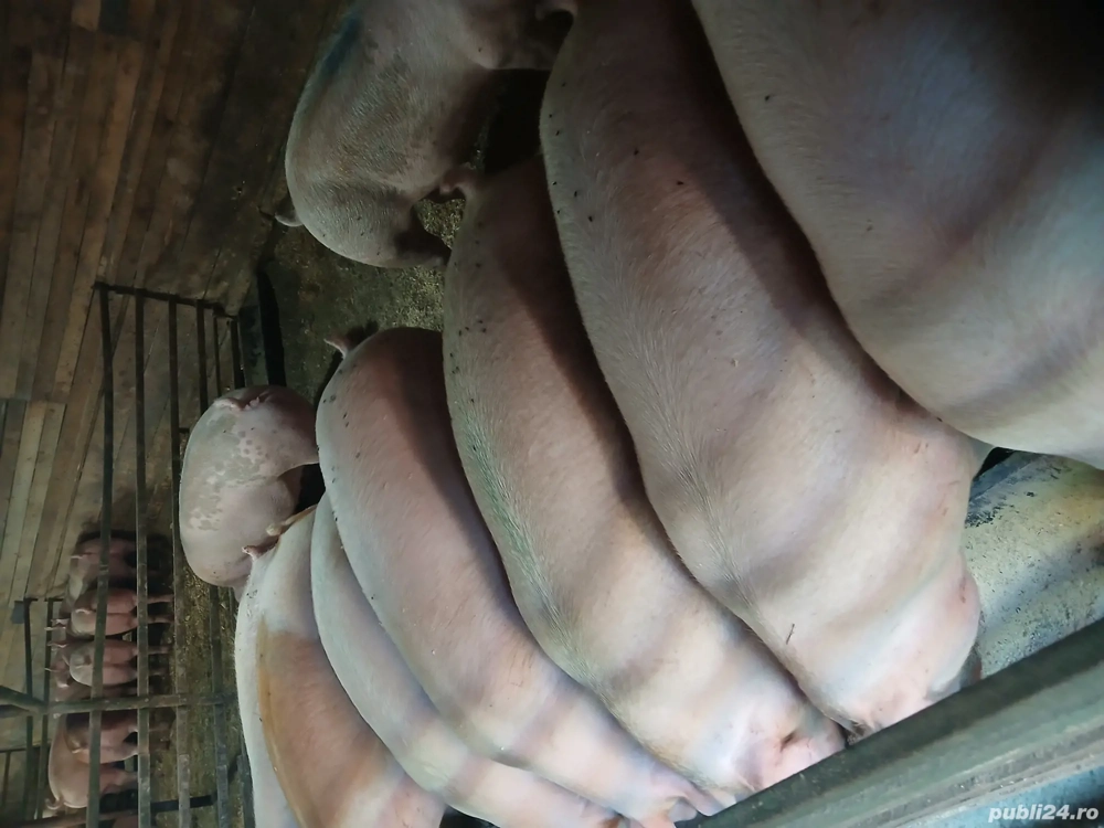 vand porci și purcei