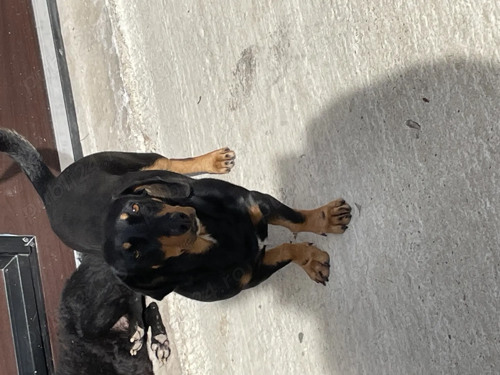 Teckel de Vânzare Femelă 