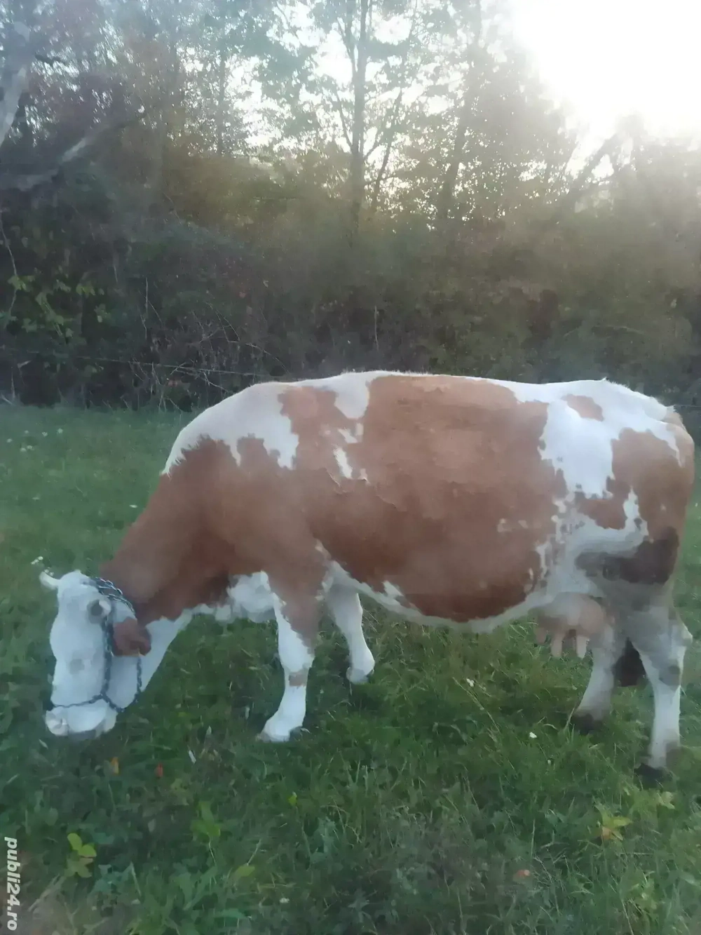 vand vaca baltata cu vitel