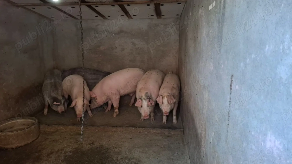 Vand porci de rasa 110-140kg