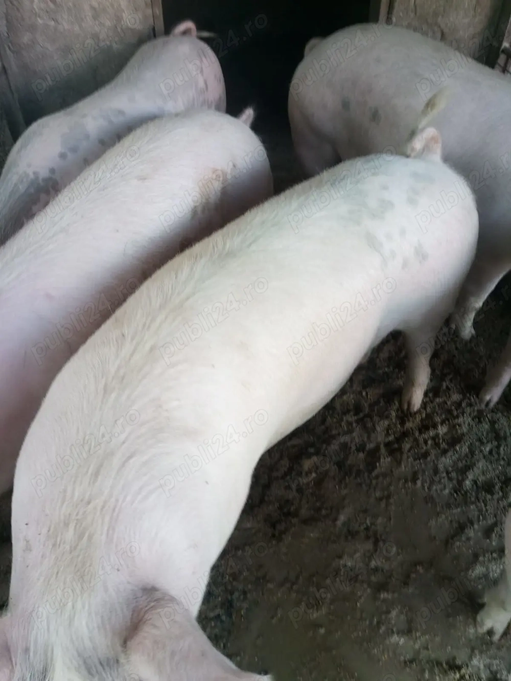 Porci marele alb si landras