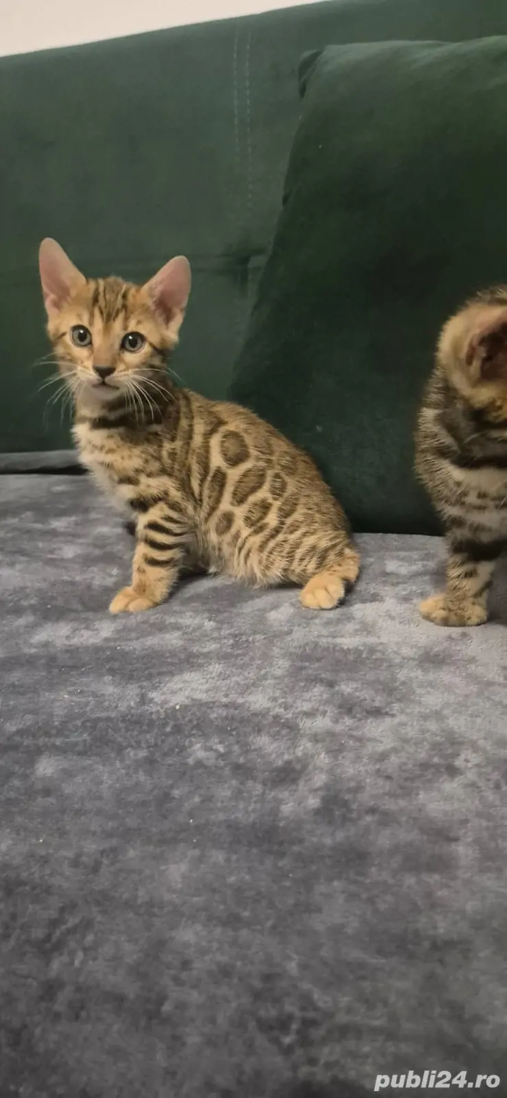 fetite si baietei bengall,asigur transport!