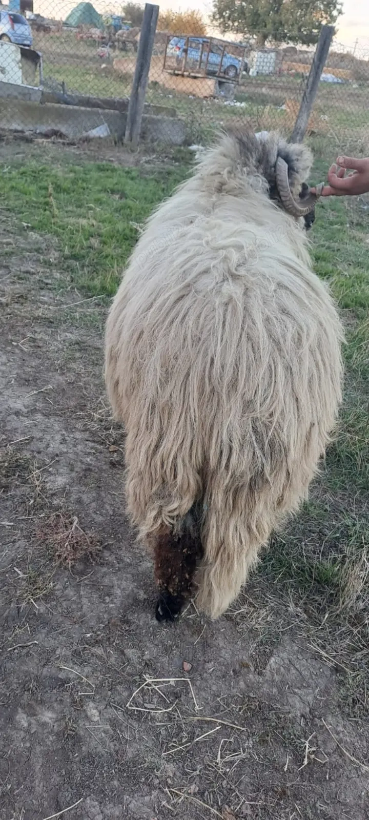 Vând berbec mior ...