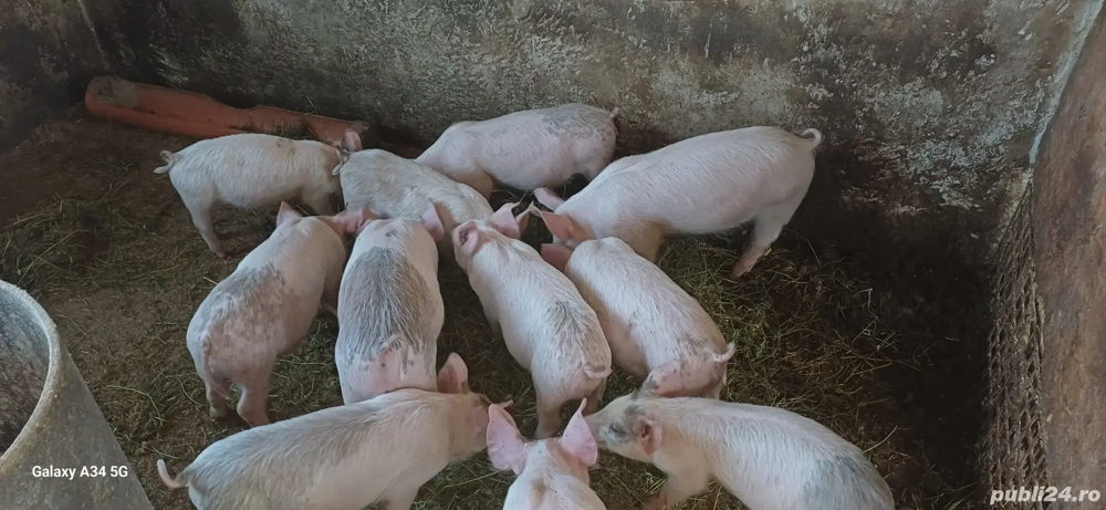 Purcei de vânzare 