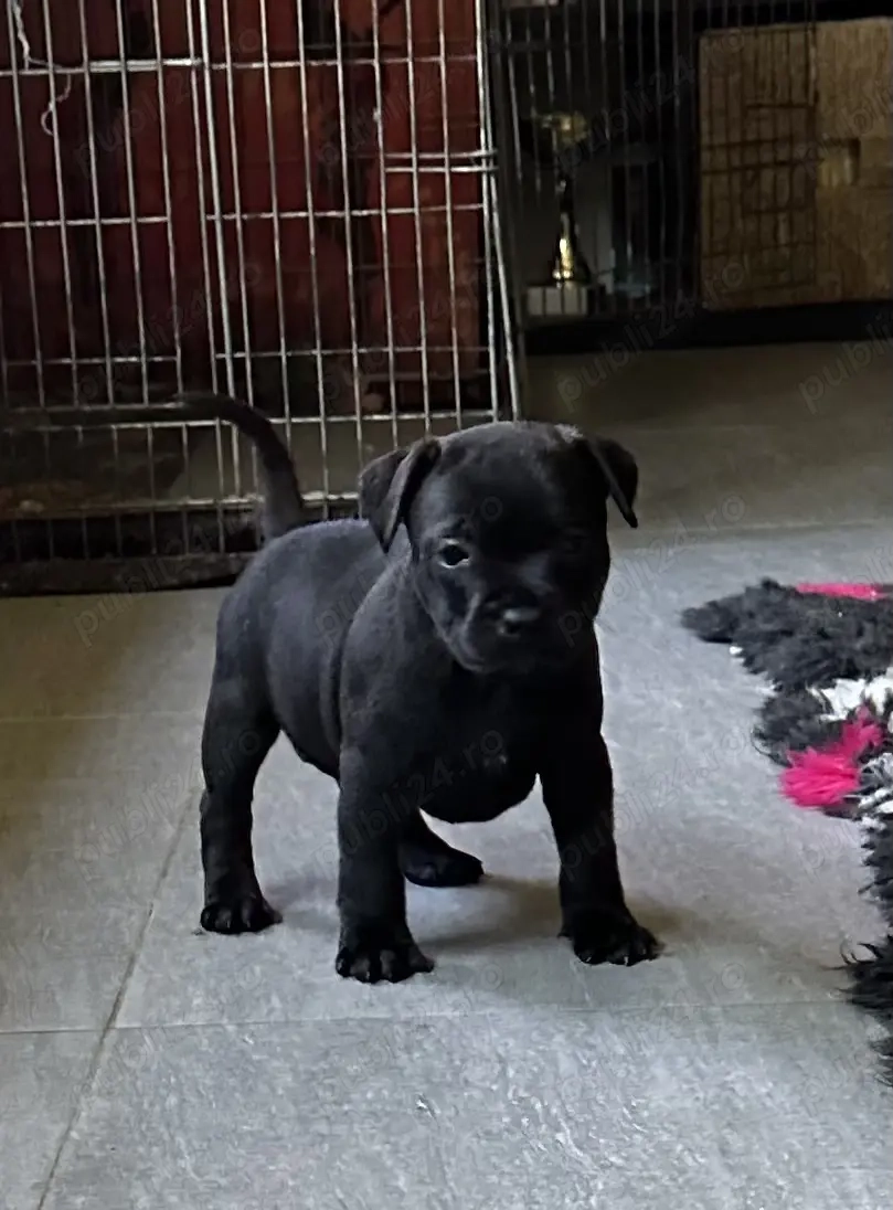 Staffordshire Bull Terrier femelă 