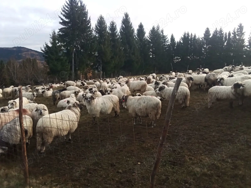 Vând 70 de oi turcane