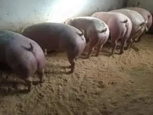 Vand porci mari si purcei rasa de carne