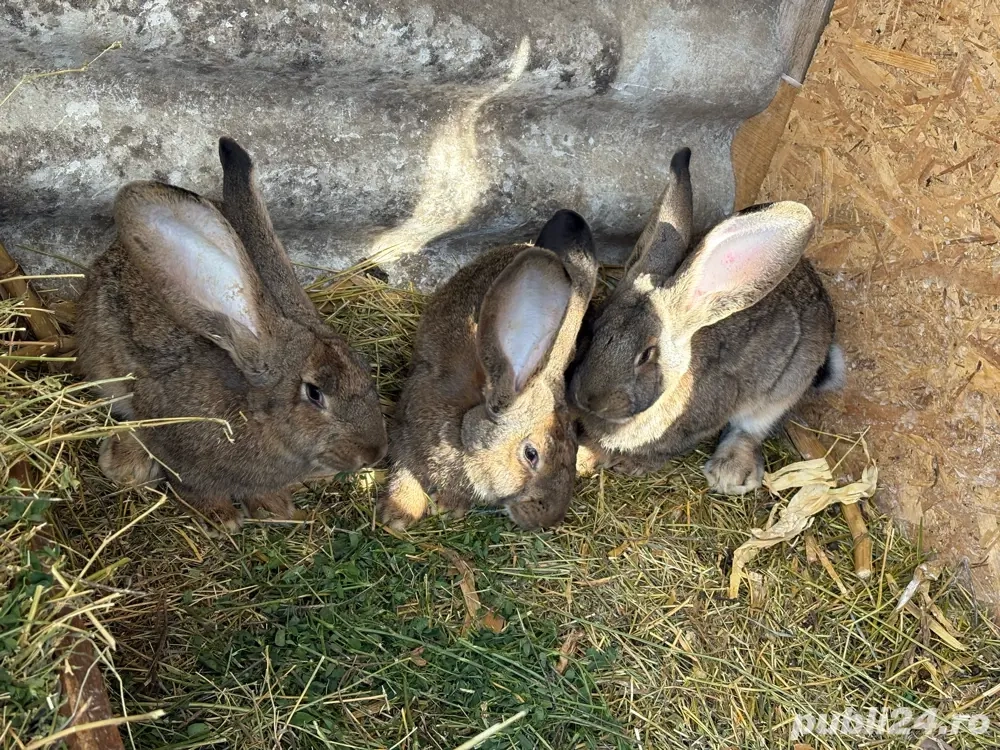 Iepurasi Urias German 