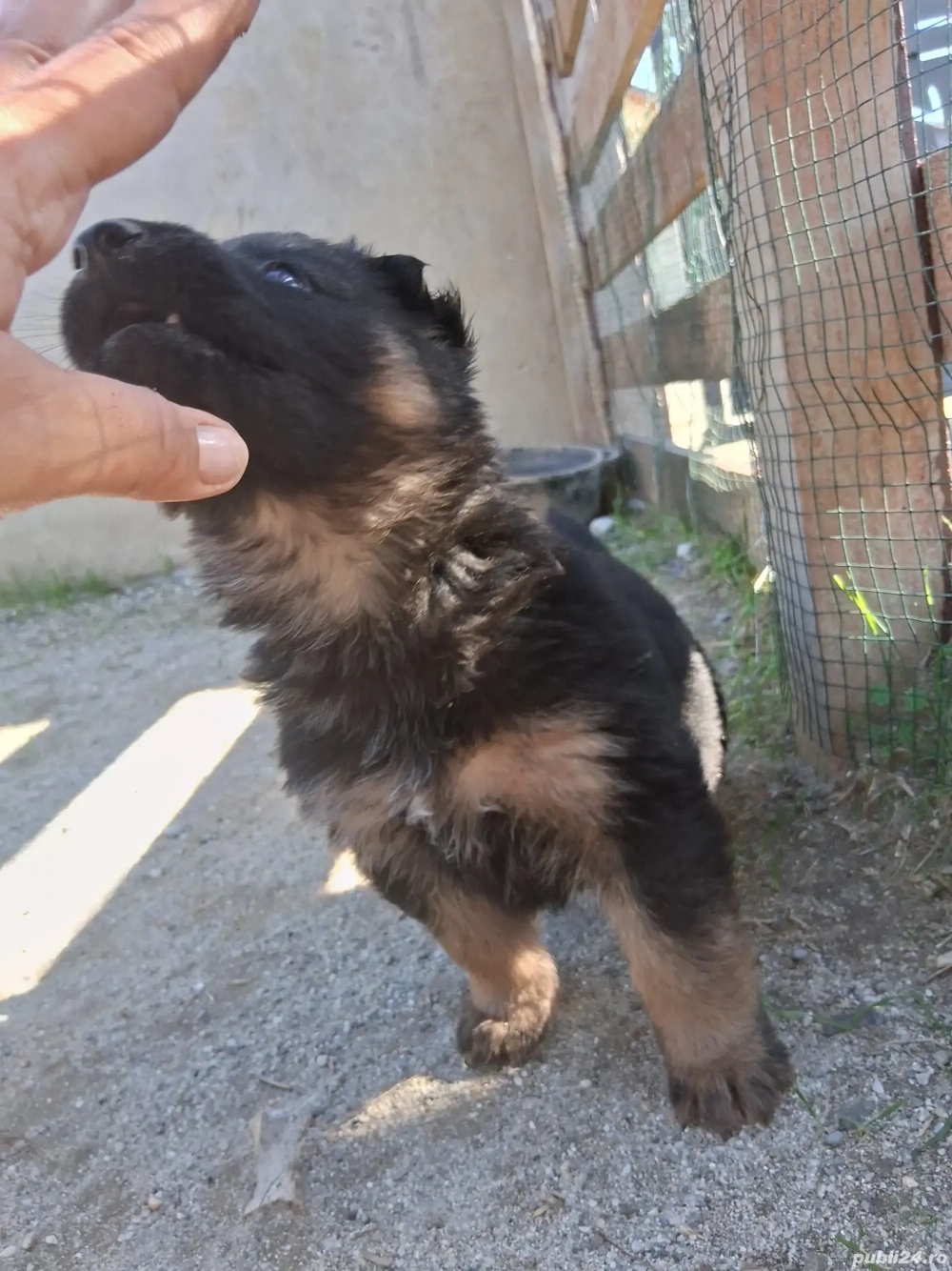 Pui ciobanesc-german