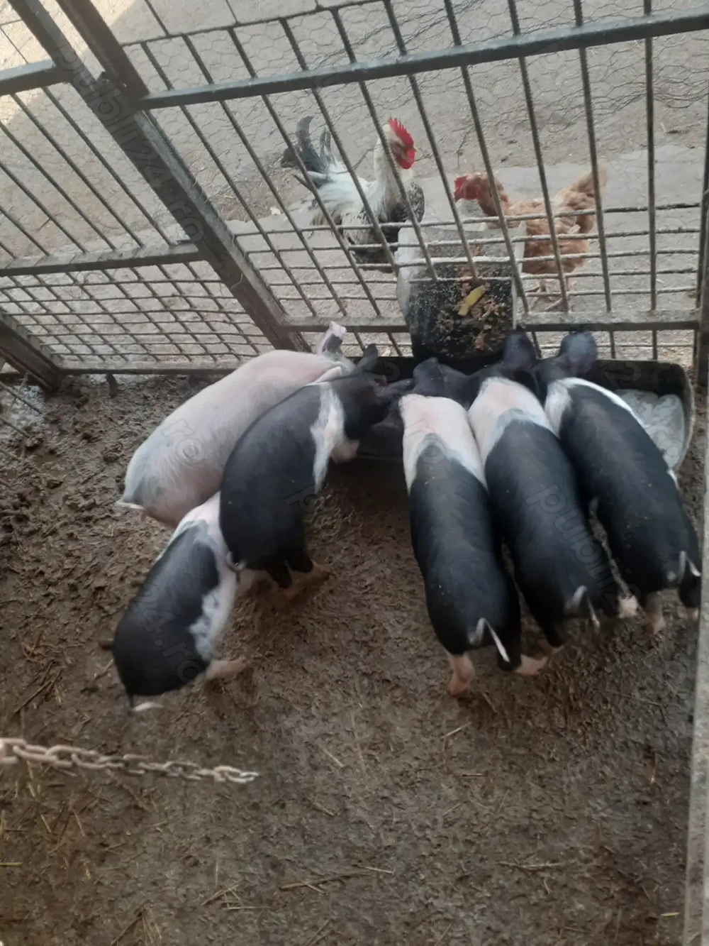 Vand purcei bazna cu pietran