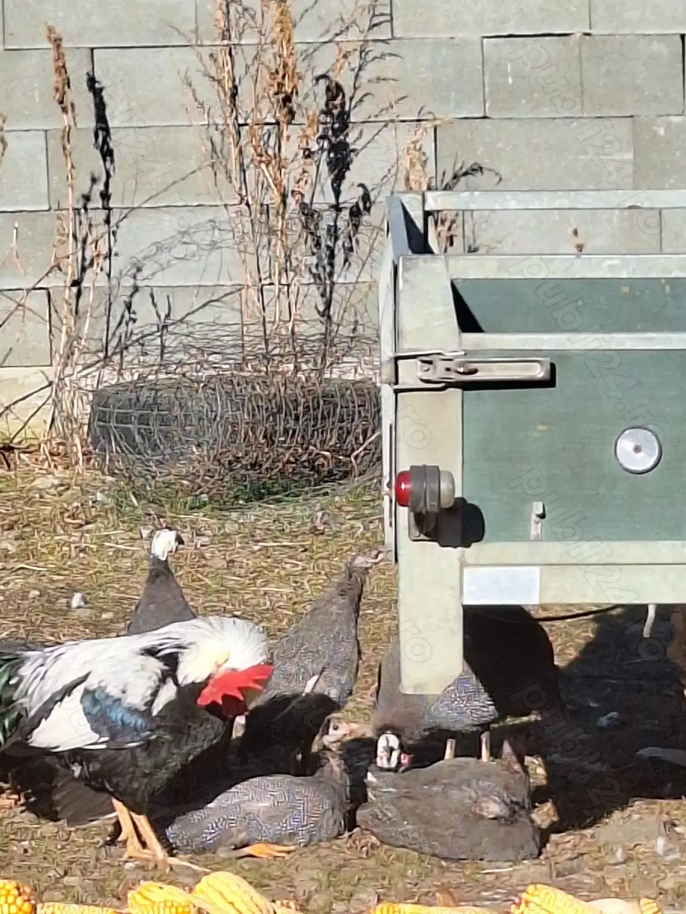 Vând pui de bibilica 