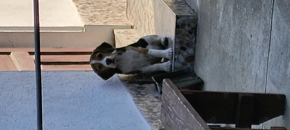 Cățelușa beagle de vanzare