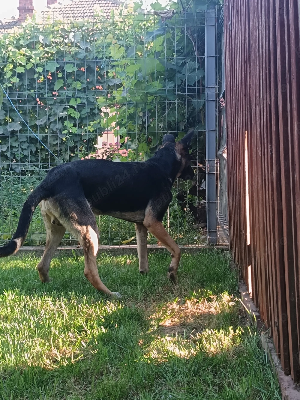 Vând cățel ciobanesc german