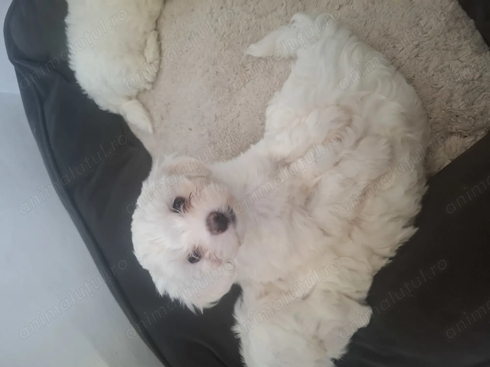 Bishoni maltez mini toy rasa pura