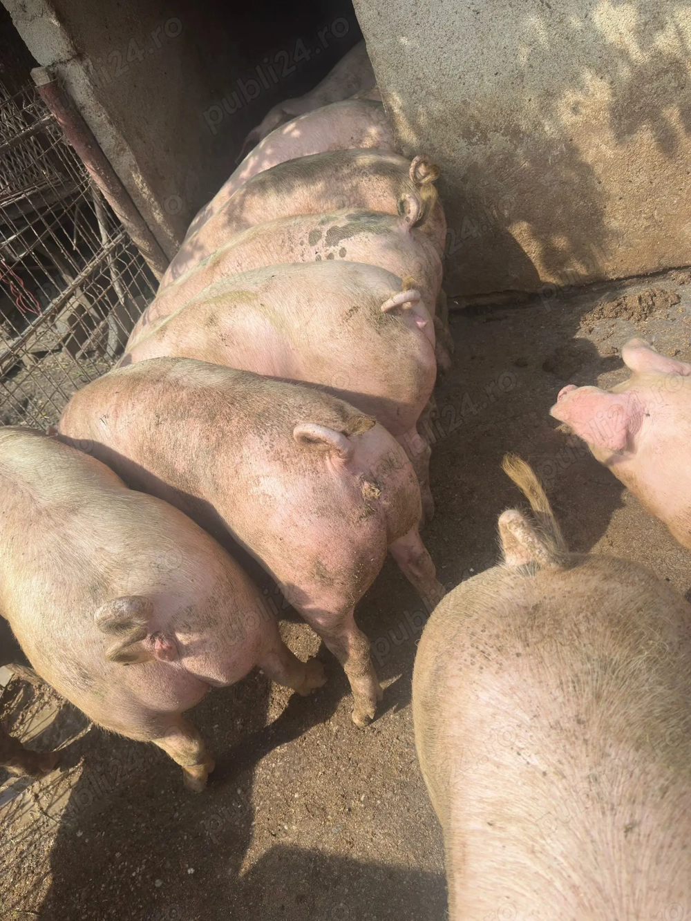 Porci de vanzare de carne 