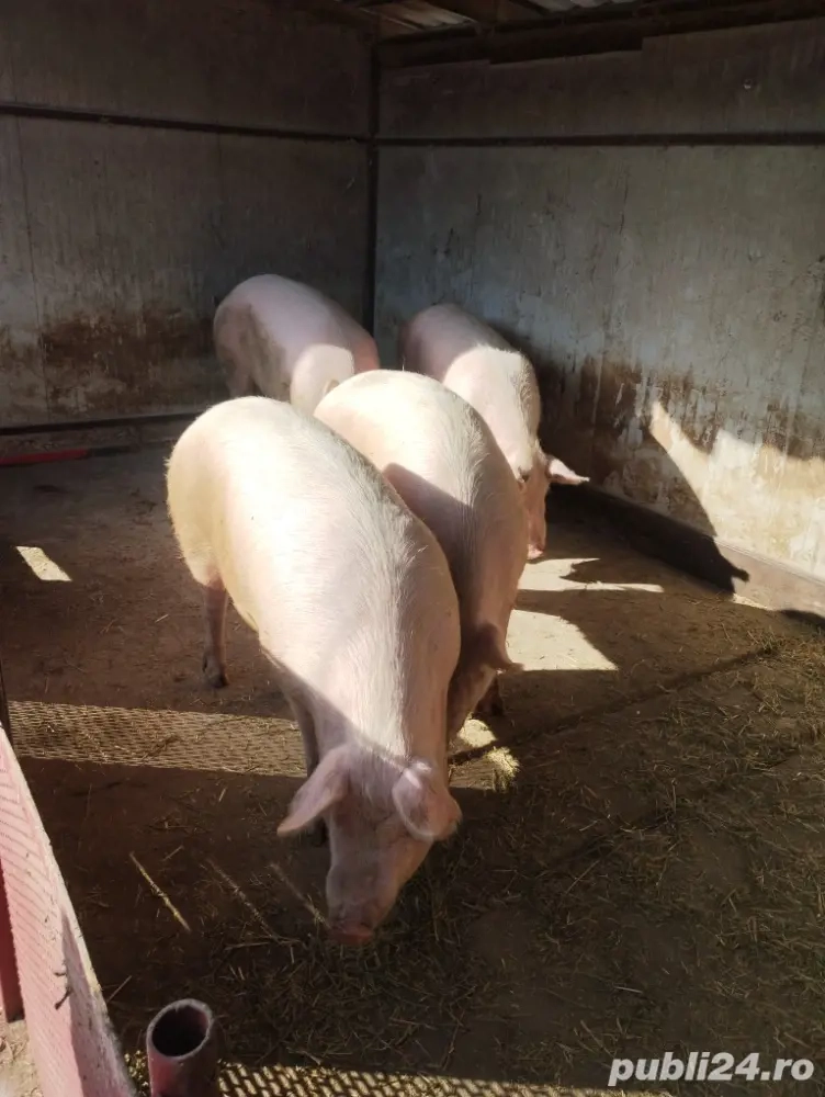 Porci de carne 170-220 kg