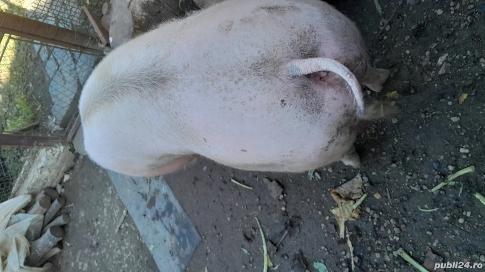 de vinzare detalii la nr telefon 